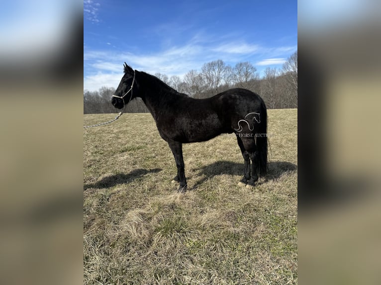 Tennessee walking horse Caballo castrado 13 años 152 cm Negro in Tompkinsville, KY