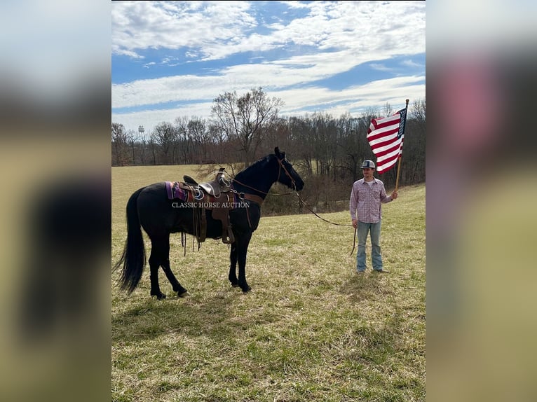 Tennessee walking horse Caballo castrado 13 años 152 cm Negro in Tompkinsville, KY