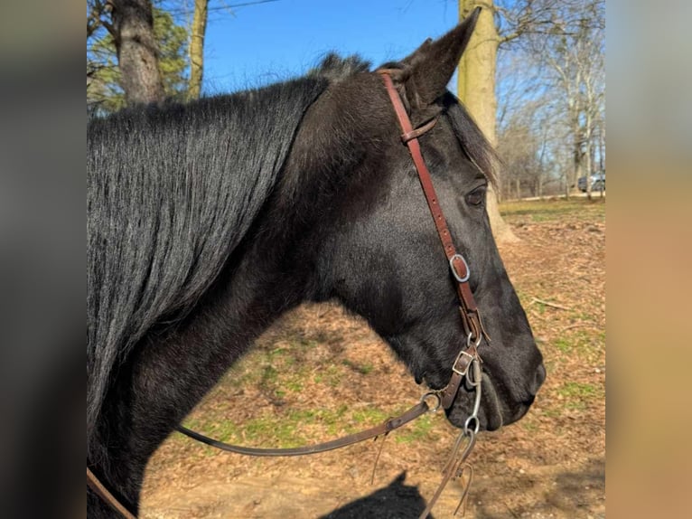 Tennessee walking horse Caballo castrado 13 años 152 cm Negro in Carnesville