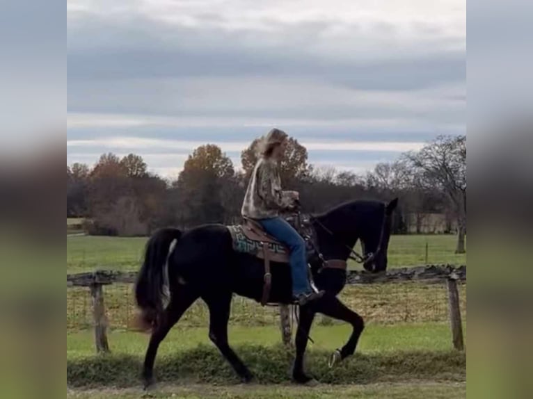 Tennessee walking horse Caballo castrado 13 años 152 cm Negro in Carnesville