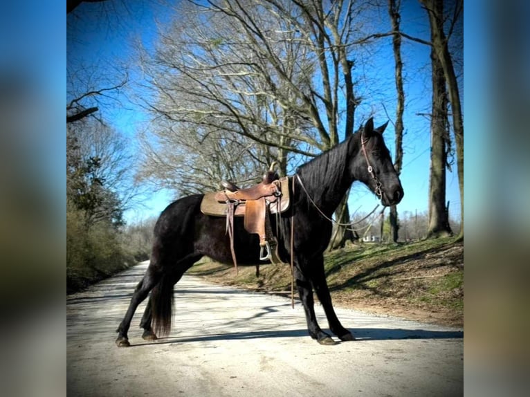 Tennessee walking horse Caballo castrado 13 años 152 cm Negro in Carnesville