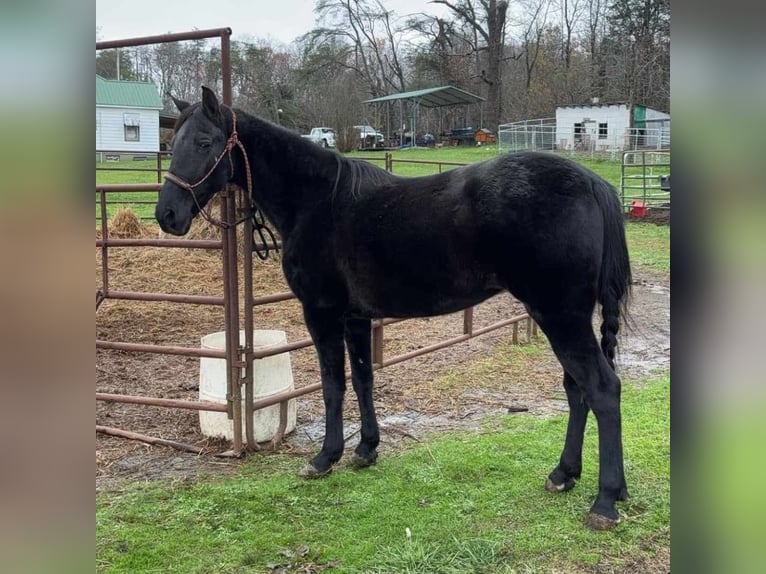 Tennessee walking horse Caballo castrado 13 años 152 cm Negro in Carnesville