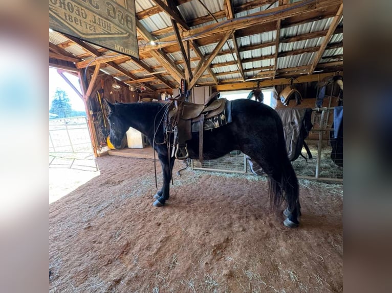 Tennessee walking horse Caballo castrado 13 años 152 cm Negro in Carnesville