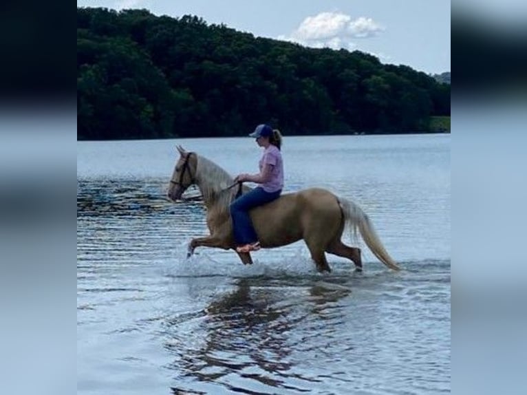 Tennessee walking horse Caballo castrado 13 años 152 cm Palomino in Ancram NY