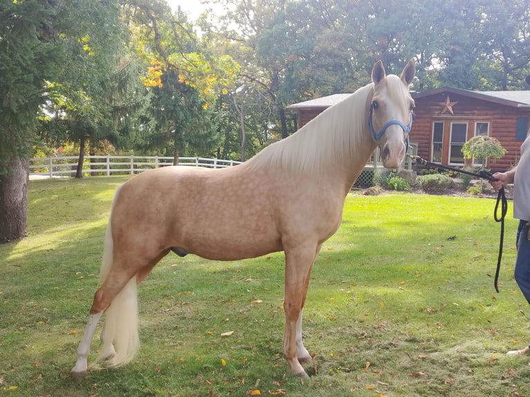 Tennessee walking horse Caballo castrado 13 años 152 cm Palomino in Pleasant HIll IA
