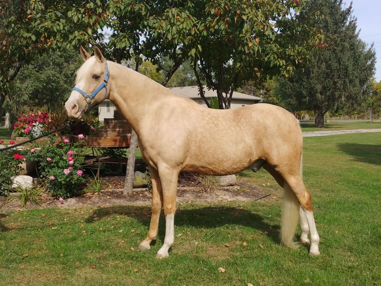 Tennessee walking horse Caballo castrado 13 años 152 cm Palomino in Pleasant HIll IA