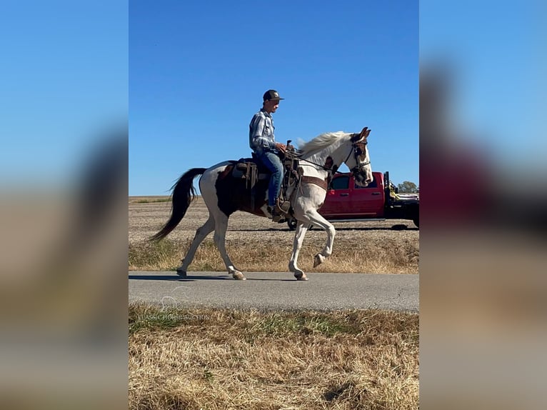 Tennessee walking horse Caballo castrado 13 años 152 cm Tobiano-todas las-capas in New Richmond, OHIO