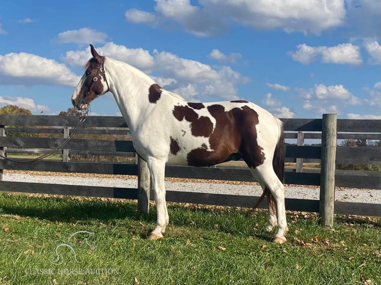 Tennessee walking horse Caballo castrado 13 años 152 cm Tobiano-todas las-capas in New Richmond, OHIO