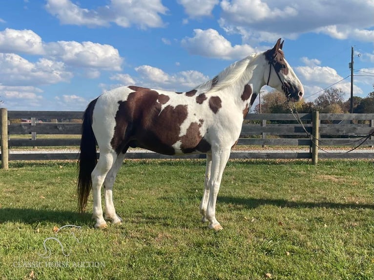 Tennessee walking horse Caballo castrado 13 años 152 cm Tobiano-todas las-capas in New Richmond, OHIO