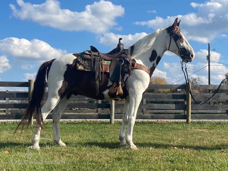 Tennessee walking horse Caballo castrado 13 años 152 cm Tobiano-todas las-capas in New Richmond, OHIO