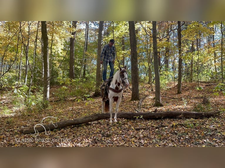 Tennessee walking horse Caballo castrado 13 años 152 cm Tobiano-todas las-capas in New Richmond, OHIO