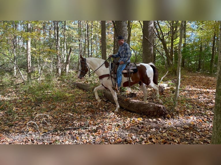 Tennessee walking horse Caballo castrado 13 años 152 cm Tobiano-todas las-capas in New Richmond, OHIO