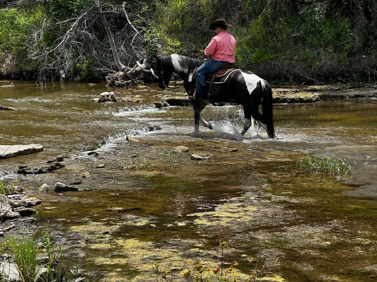 Tennessee walking horse Caballo castrado 13 años 152 cm Tobiano-todas las-capas in Stephenville TX