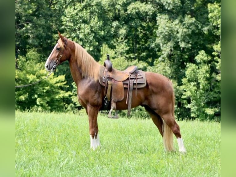 Tennessee walking horse Caballo castrado 13 años 155 cm Alazán rojizo in Whitley City KY