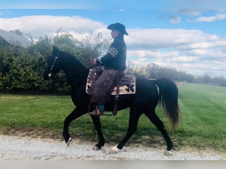 Tennessee walking horse Caballo castrado 13 años 155 cm Negro in Waynesboro