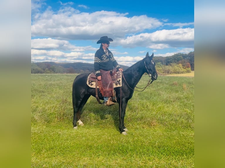 Tennessee walking horse Caballo castrado 13 años 155 cm Negro in Waynesboro