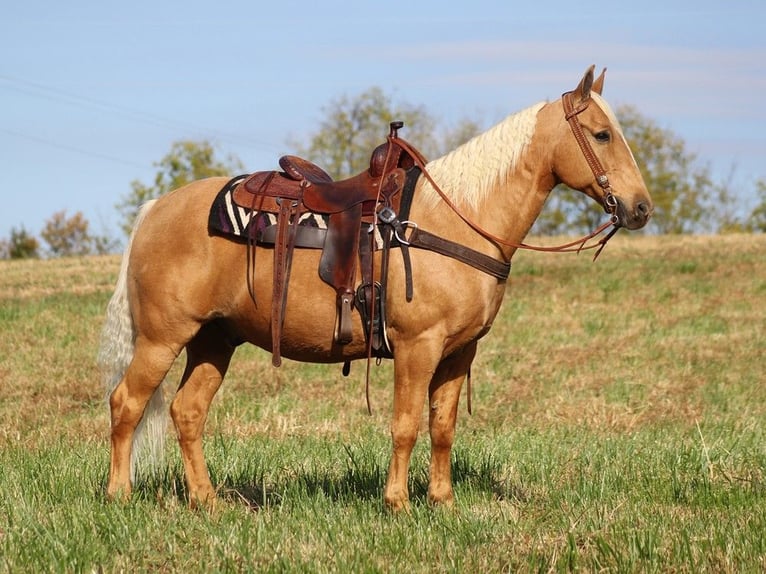 Tennessee walking horse Caballo castrado 13 años 155 cm Palomino in Whitley city Ky