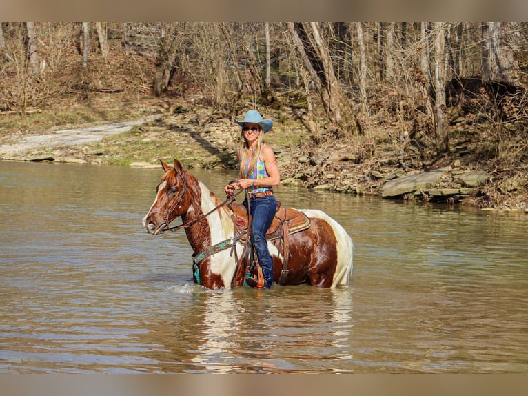 Tennessee walking horse Caballo castrado 13 años 155 cm Tobiano-todas las-capas in Hillsboro, KY