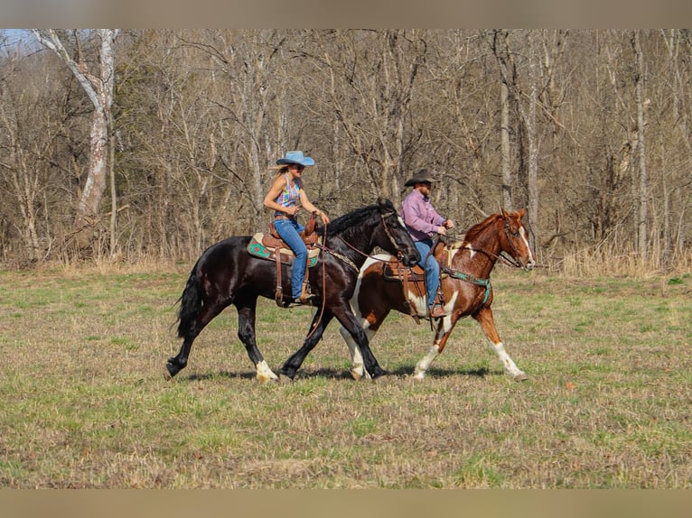 Tennessee walking horse Caballo castrado 13 años 155 cm Tobiano-todas las-capas in Hillsboro, KY