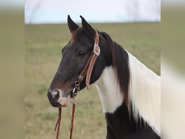 Tennessee walking horse Caballo castrado 13 años 155 cm Tobiano-todas las-capas in Whitley City KY