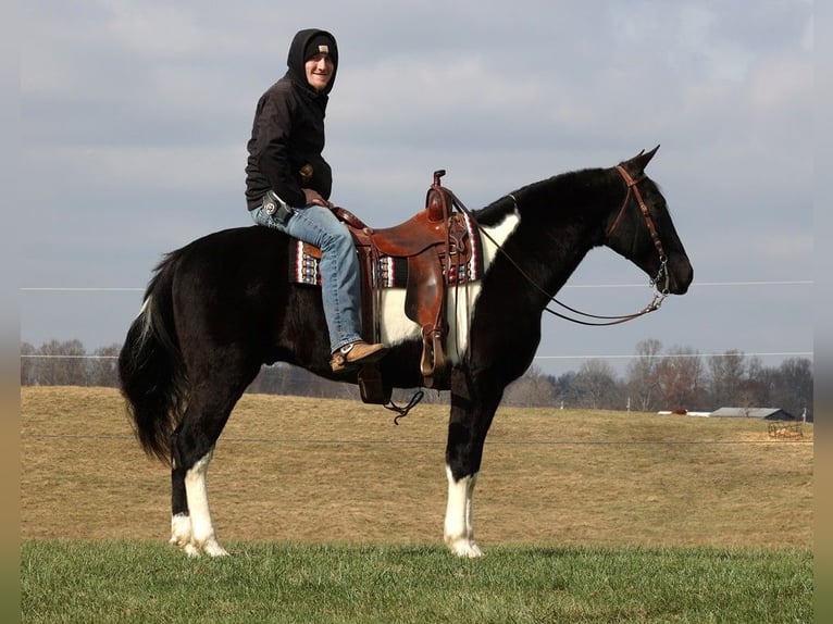 Tennessee walking horse Caballo castrado 13 años 155 cm Tobiano-todas las-capas in Whitley city KY