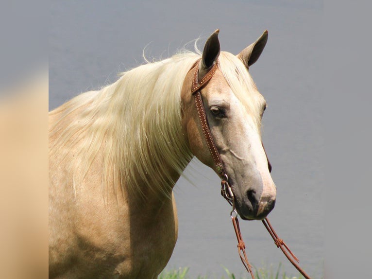 Tennessee walking horse Caballo castrado 13 años 157 cm Palomino in Brodhead, Ky