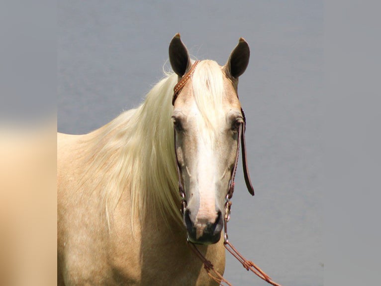 Tennessee walking horse Caballo castrado 13 años 157 cm Palomino in Brodhead, Ky