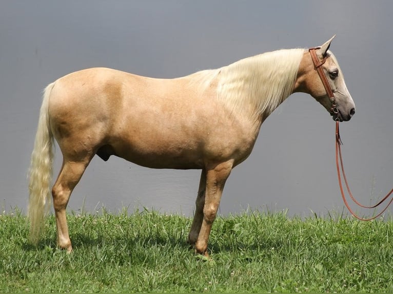 Tennessee walking horse Caballo castrado 13 años 157 cm Palomino in Brodhead, Ky