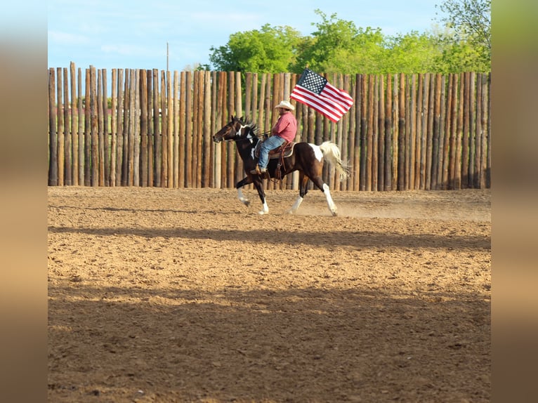 Tennessee walking horse Caballo castrado 13 años 160 cm Tobiano-todas las-capas in Stephenville TX