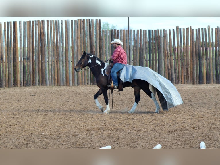 Tennessee walking horse Caballo castrado 13 años 160 cm Tobiano-todas las-capas in Stephenville TX