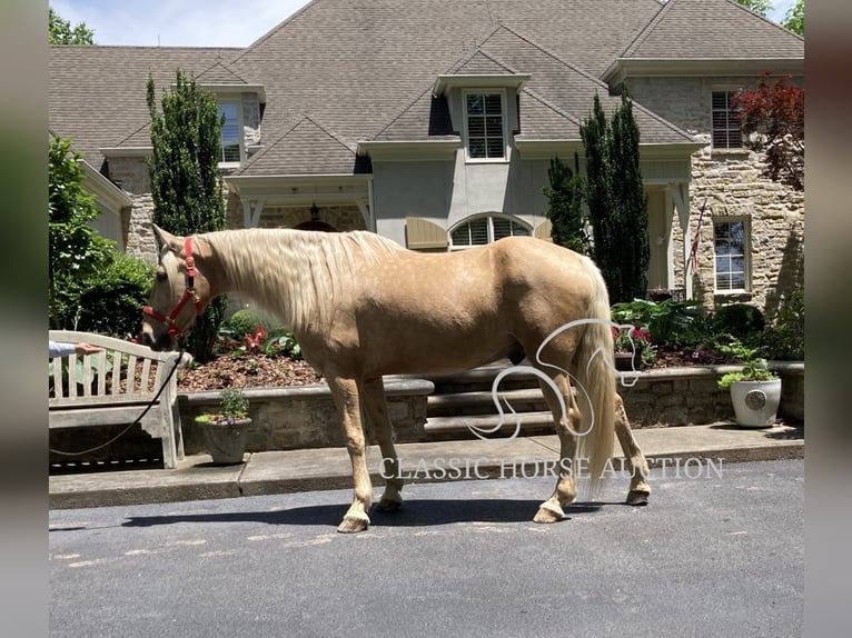 Tennessee walking horse Caballo castrado 13 años 163 cm Palomino in Alpharetta, GA