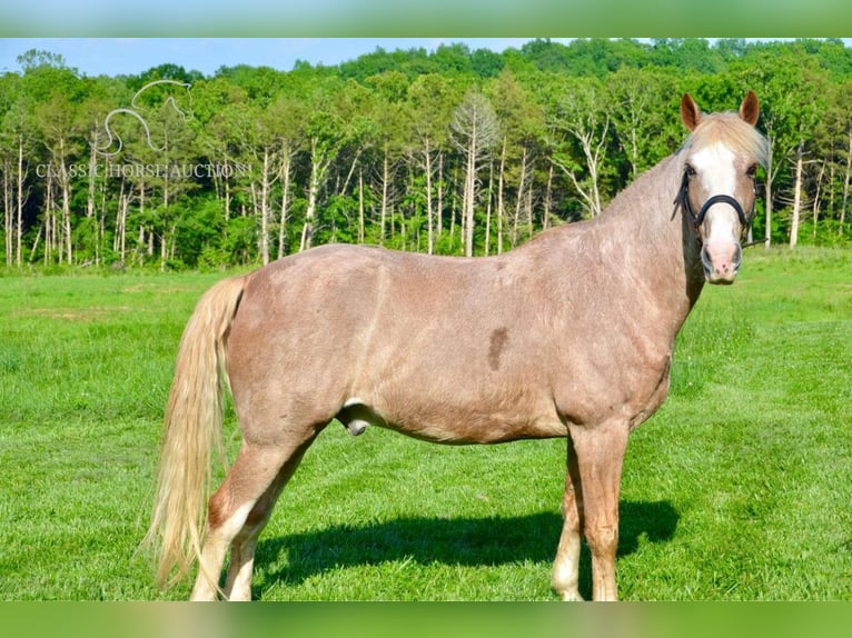 Tennessee walking horse Caballo castrado 13 años 163 cm Ruano alazán in Park Hills, MO