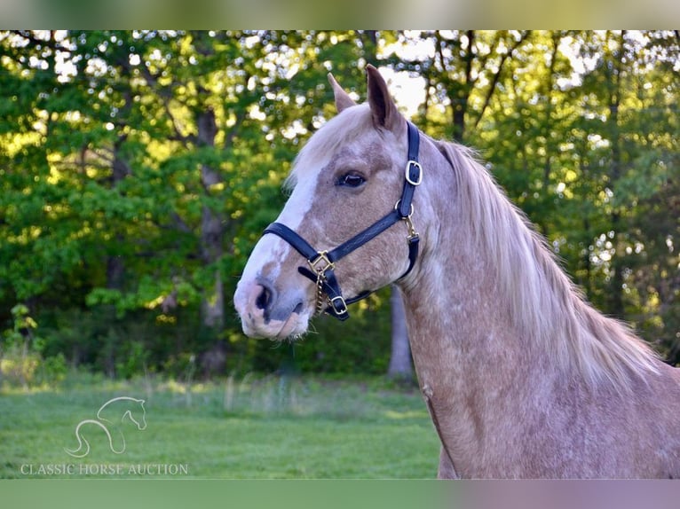 Tennessee walking horse Caballo castrado 13 años 163 cm Ruano alazán in Park Hills, MO