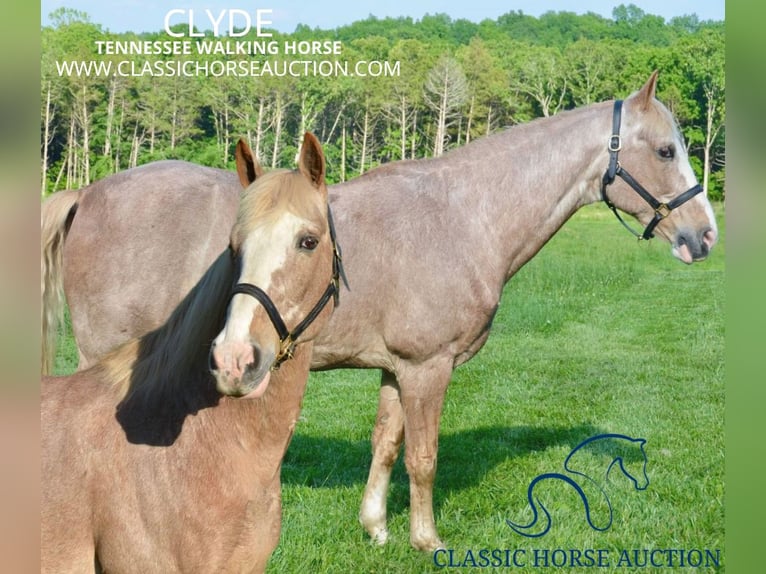 Tennessee walking horse Caballo castrado 13 años 163 cm Ruano alazán in Park Hills, MO