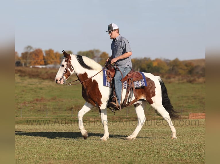 Tennessee walking horse Caballo castrado 13 años Castaño rojizo in Mount Vernon