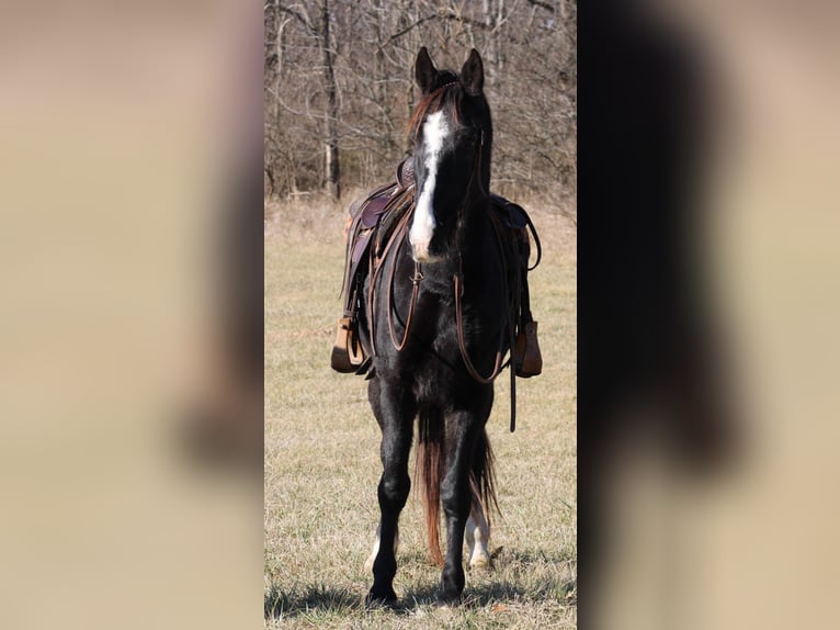 Tennessee walking horse Caballo castrado 13 años Negro in Effingham IL