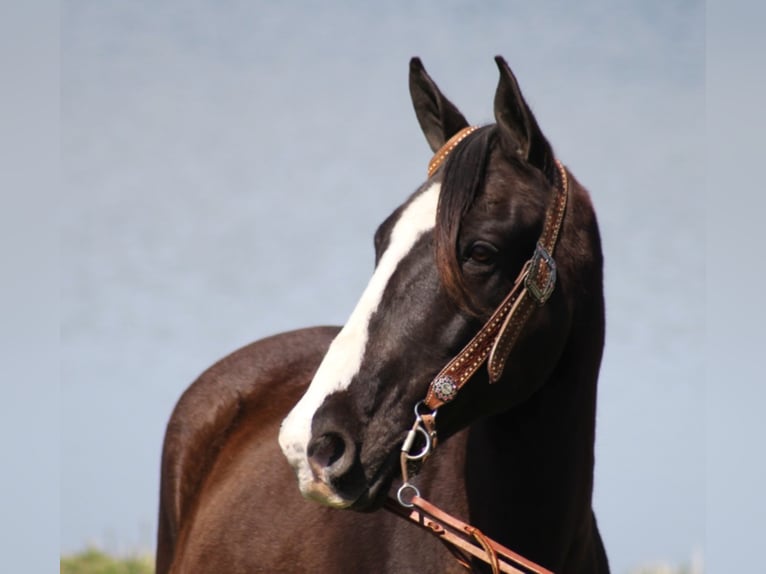 Tennessee walking horse Caballo castrado 13 años Negro in Whitley City, KY