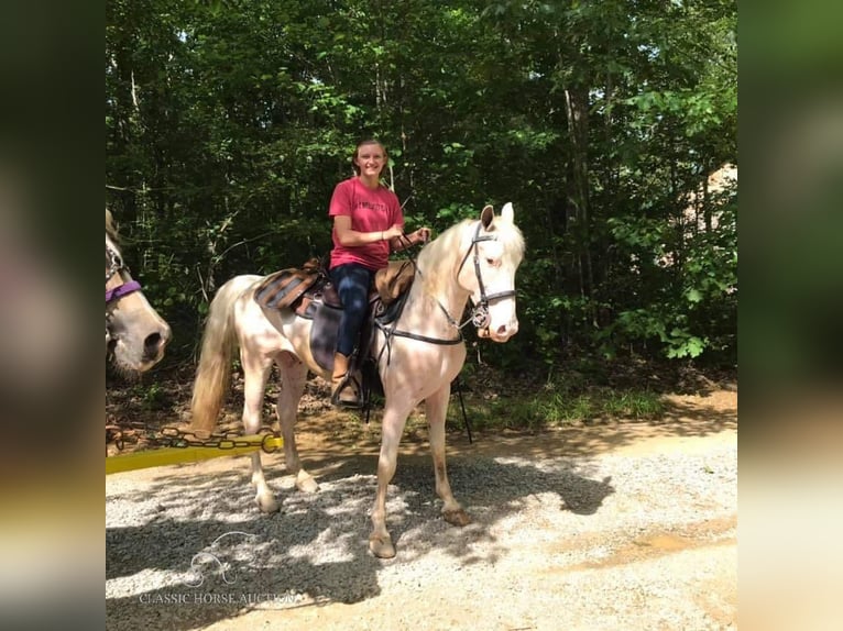 Tennessee walking horse Caballo castrado 14 años 142 cm White/Blanco in Rockholds, KY