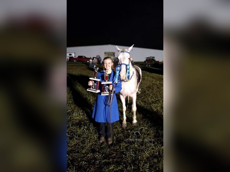 Tennessee walking horse Caballo castrado 14 años 142 cm White/Blanco in Rockholds, KY