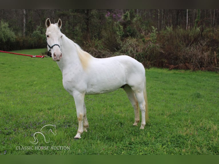 Tennessee walking horse Caballo castrado 14 años 142 cm White/Blanco in Rockholds, KY