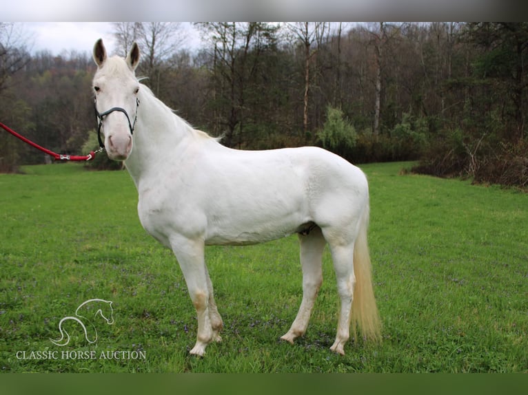 Tennessee walking horse Caballo castrado 14 años 142 cm White/Blanco in Rockholds, KY