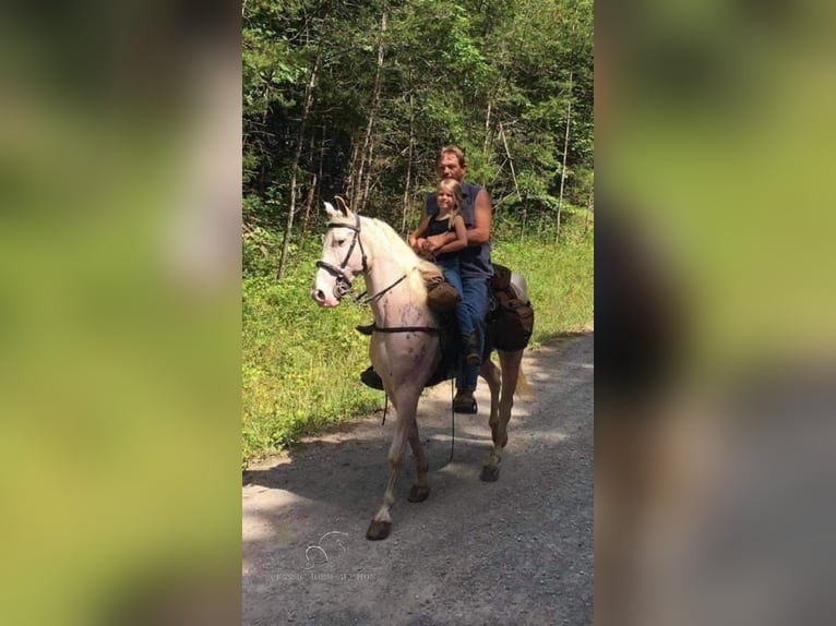 Tennessee walking horse Caballo castrado 14 años 142 cm White/Blanco in Rockholds, KY