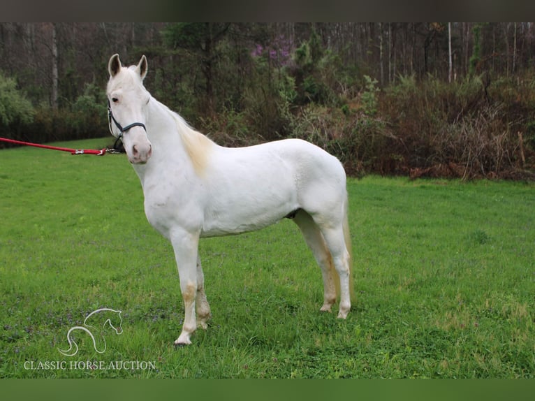 Tennessee walking horse Caballo castrado 14 años 142 cm White/Blanco in Rockholds, KY