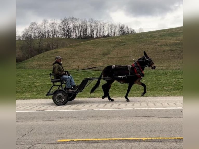 Tennessee walking horse Caballo castrado 14 años 145 cm Castaño rojizo in Salyersville KY