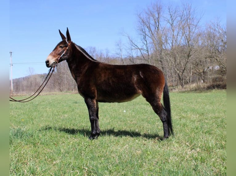 Tennessee walking horse Caballo castrado 14 años 145 cm Castaño rojizo in Salyersville KY