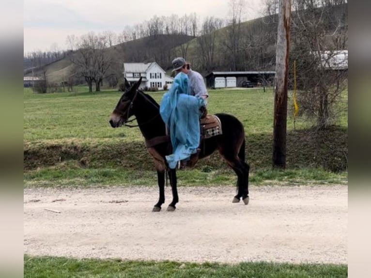 Tennessee walking horse Caballo castrado 14 años 145 cm Castaño rojizo in Salyersville KY