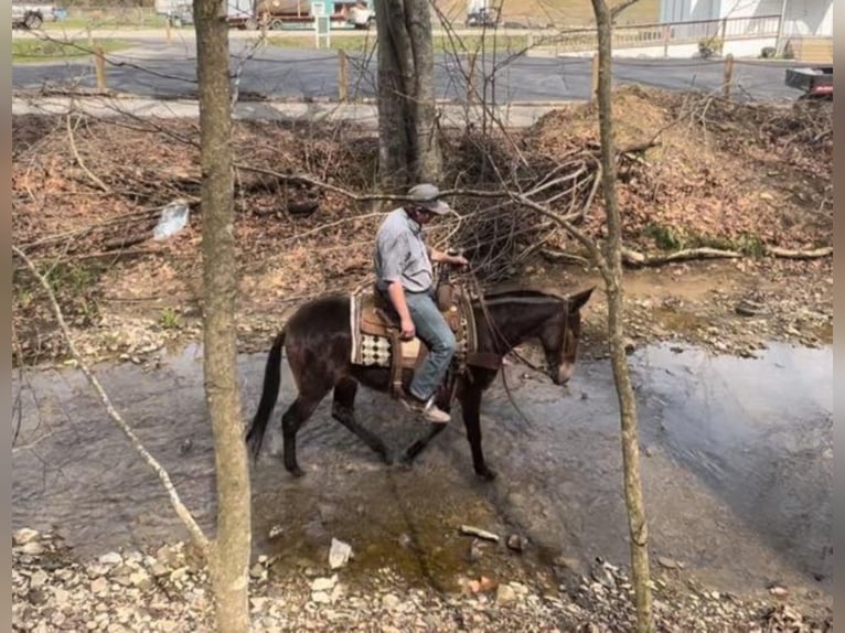 Tennessee walking horse Caballo castrado 14 años 145 cm Castaño rojizo in Salyersville KY