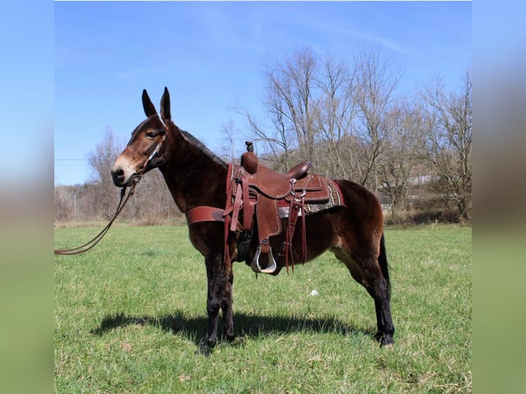 Tennessee walking horse Caballo castrado 14 años 145 cm Castaño rojizo in Salyersville KY