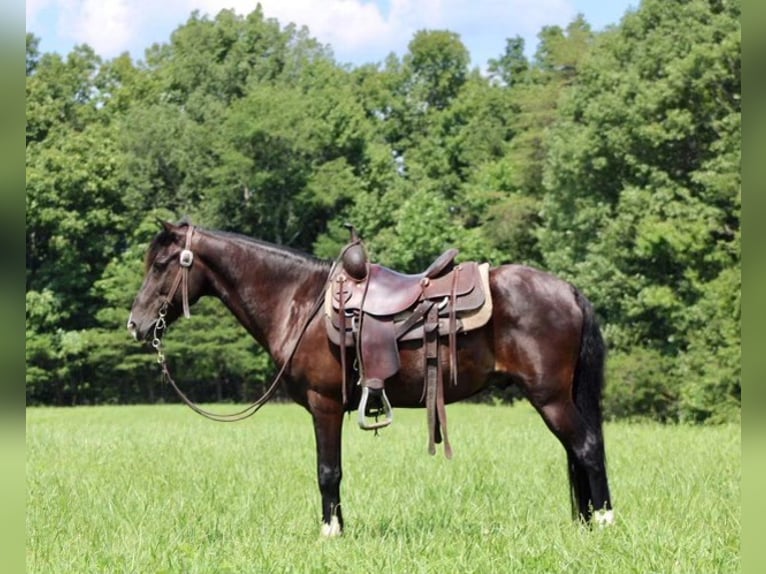 Tennessee walking horse Caballo castrado 14 años 145 cm Negro in Whitley City Ky