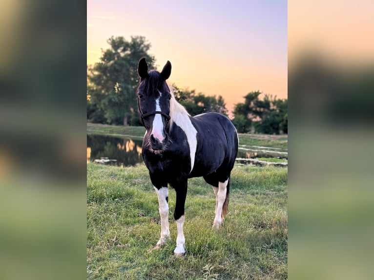Tennessee walking horse Caballo castrado 14 años 147 cm Pío in Lawton, OK